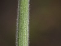 Bromus hordeaceus 10, Zachte dravik, Saxifraga-Rutger Barendse