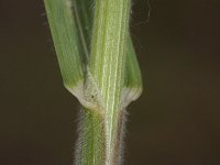 Bromus hordeaceus 5, Zachte dravik, Saxifraga-Rutger Barendse