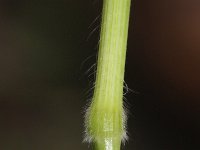Bromus hordeaceus 7, Zachte dravik, Saxifraga-Rutger Barendse