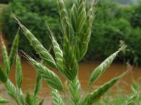 Bromus hordeaceus 1, Zachte dravik, Saxifraga-Rutger Barendse
