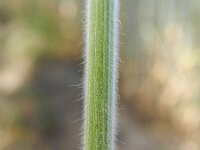 Bromus hordeaceus 14, Zachte dravik, Saxifraga-Rutger Barendse