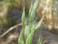 Bromus hordeaceus 15, Zachte dravik, Saxifraga-Rutger Barendse