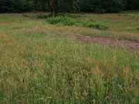 Bromus hordeaceus 16, Zachte dravik, Saxifraga-Hans Boll
