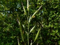Bromus hordeaceus 19, Zachte dravik, Saxifraga-Ed Stikvoort