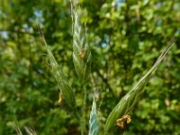 Bromus hordeaceus 20, Zachte dravik, Saxifraga-Ed Stikvoort