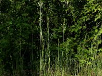 Bromus hordeaceus 21, Zachte dravik, Saxifraga-Ed Stikvoort