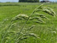Stalks of grass Soft Brome (Bromus hordeaceus)  Stalks of grass Soft Brome (Bromus hordeaceus) : stalks, stalk, grass, grasses, soft brome, brome, Bromus hordeaceus, bull grass, soft cheat, soft chess, bromus, grassland, meadow, green, ear, ears, blade of grass, ear of grass, season, spring, springtime, 2, two