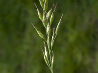 Bromus hordeaceus 24, Zachte dravik, Saxifraga-Jan van der Straaten