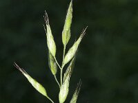 Bromus hordeaceus 25, Zachte dravik, Saxifraga-Jan van der Straaten