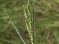 Bromus hordeaceus 26, Zachte dravik, Saxifraga-Jan van der Straaten