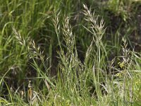 Bromus hordeaceus 3, Zachte dravik, Saxifraga-Peter Meininger