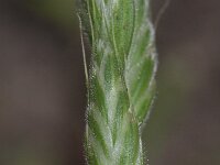 Bromus hordeaceus 4, Zachte dravik, Saxifraga-Rutger Barendse