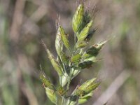 Bromus hordeaceus 8, Zachte dravik, Saxifraga-Peter Meininger