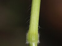 Bromus hordeaceus 9, Zachte dravik, Saxifraga-Rutger Barendse