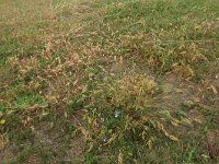 Bromus hordeaceus ssp thomeinei 17, Duindravik, Saxifraga-Hans Boll