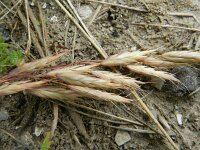Bromus japonicus 3, Saxifraga-Rutger Barendse