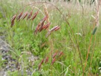 Bromus racemosus 4, Trosdravik, Saxifraga-Rutger Barendse