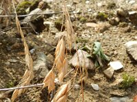 Bromus racemosus ssp commutatus 10, Grote trosdravik, Saxifraga-Rutger Barendse