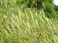 Bromus racemosus ssp commutatus 9, Grote trosdravik, Saxifraga-Rutger Barendse
