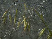 Bromus sterilis 1, IJle dravik, Saxifraga-Marijke Verhagen