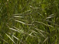 Bromus sterilis 2, IJle dravik, Saxifraga-Marijke Verhagen