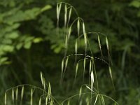 Bromus sterilis 3, IJle dravik, Saxifraga-Jan van der Straaten