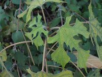 Broussonetia papyrifera 2, Papiermoerbei, Saxifraga-Rutger Barendse