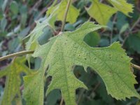 Broussonetia papyrifera 3, Papiermoerbei, Saxifraga-Rutger Barendse