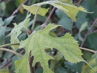 Broussonetia papyrifera 4, Papiermoerbei, Saxifraga-Rutger Barendse