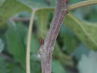 Broussonetia papyrifera 5, Papiermoerbei, Saxifraga-Rutger Barendse