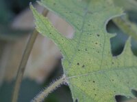 Broussonetia papyrifera 6, Papiermoerbei, Saxifraga-Rutger Barendse