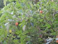 Broussonetia papyrifera 7, Papiermoerbei, Saxifraga-Rutger Barendse