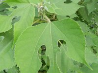 Broussonetia papyrifera 8, Papiermoerbei, Saxifraga-Rutger Barendse