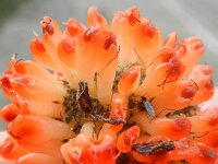 Broussonetia papyrifera 9, Papiermoerbei, Saxifraga-Rutger Barendse