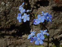 Brunnera macrophylla 8, Kaukasisch vergeet-mij-nietje, Saxifraga-Ed Stikvoort