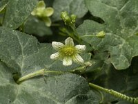 Bryonia cretica 2, Saxifraga-Jan van der Straaten