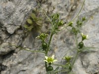 Bryonia cretica 3, Saxifraga-Jan van der Straaten