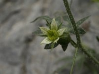 Bryonia cretica 4, Saxifraga-Jan van der Straaten