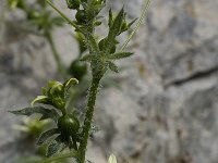 Bryonia cretica 6, Saxifraga-Willem van Kruijsbergen
