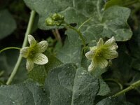 Bryonia cretica 8, Saxifraga-Willem van Kruijsbergen
