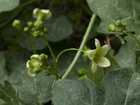Bryonia cretica 9, Saxifraga-Willem van Kruijsbergen