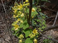 Bryonia verrucosa 10, Saxifraga-Ed Stikvoort