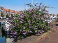 Buddleja davidii 20, Vlinderstruik, Saxifraga-Ed Stikvoort