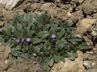 Buglossoides arvensis ssp gasparrinii 2, Saxifraga-Willem van Kruijsbergen