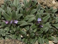 Buglossoides arvensis ssp gasparrinii 3, Saxifraga-Willem van Kruijsbergen