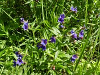 Buglossoides purpurocaerulea 10, Saxifraga-Rutger Barendse