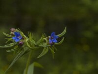 Buglossoides purpurocaerulea 3, Saxifraga-Marijke Verhagen