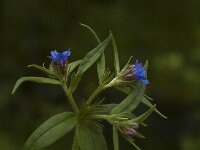 Buglossoides purpurocaerulea 4, Saxifraga-Marijke Verhagen