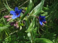 Buglossoides purpurocaerulea 5, Saxifraga-Rutger Barendse