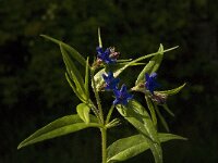 Buglossoides purpurocaerulea 6, Saxifraga-Jan van der Straaten